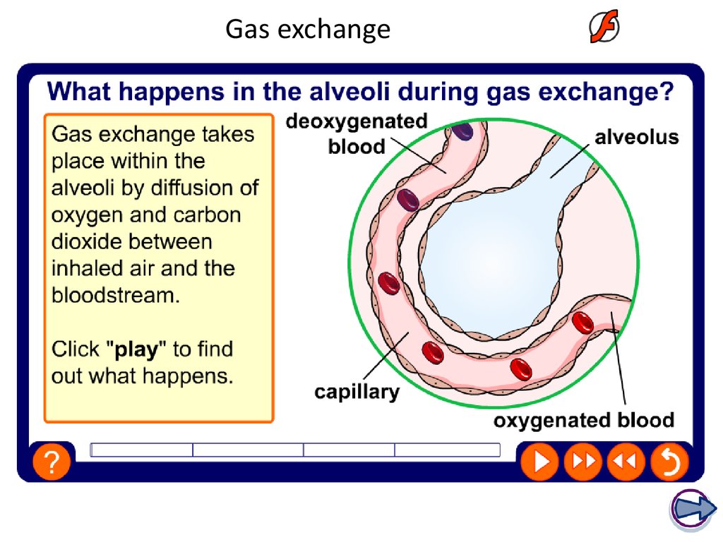 Gas exchange