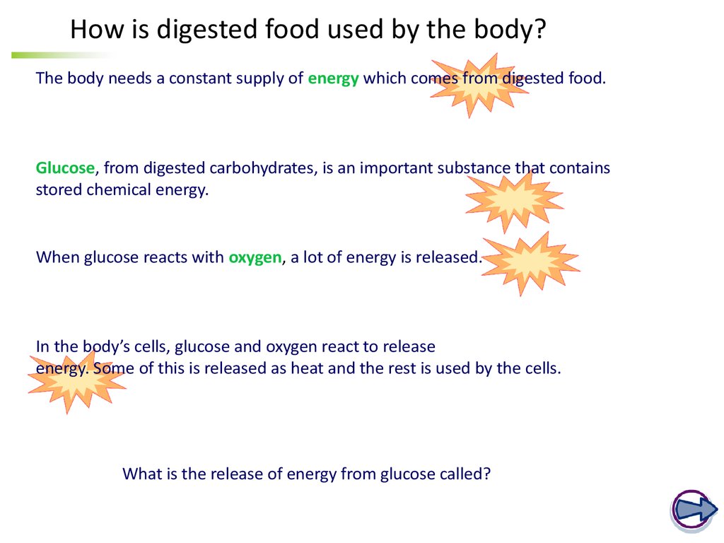How is digested food used by the body?