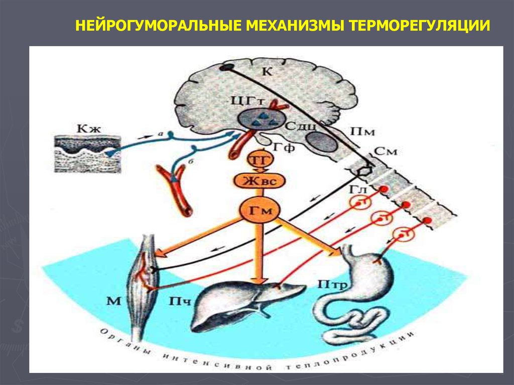 Регуляция жизнедеятельности у животных. Терморегуляция. Механизмы регуляции. Нервная регуляция температуры. Механизм нейрогуморальной регуляции. Нейрогуморальная регуляция температуры тела.