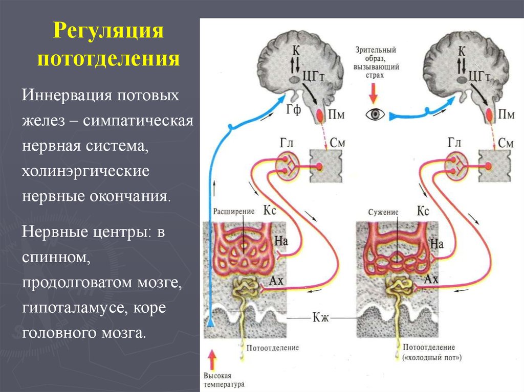 Центры регуляции. Нервная регуляция симпатическая нервная система. Влияние симпатической нервной системы потовых желез. Потовые железы иннервируются. Потовые железы симпатический отдел.