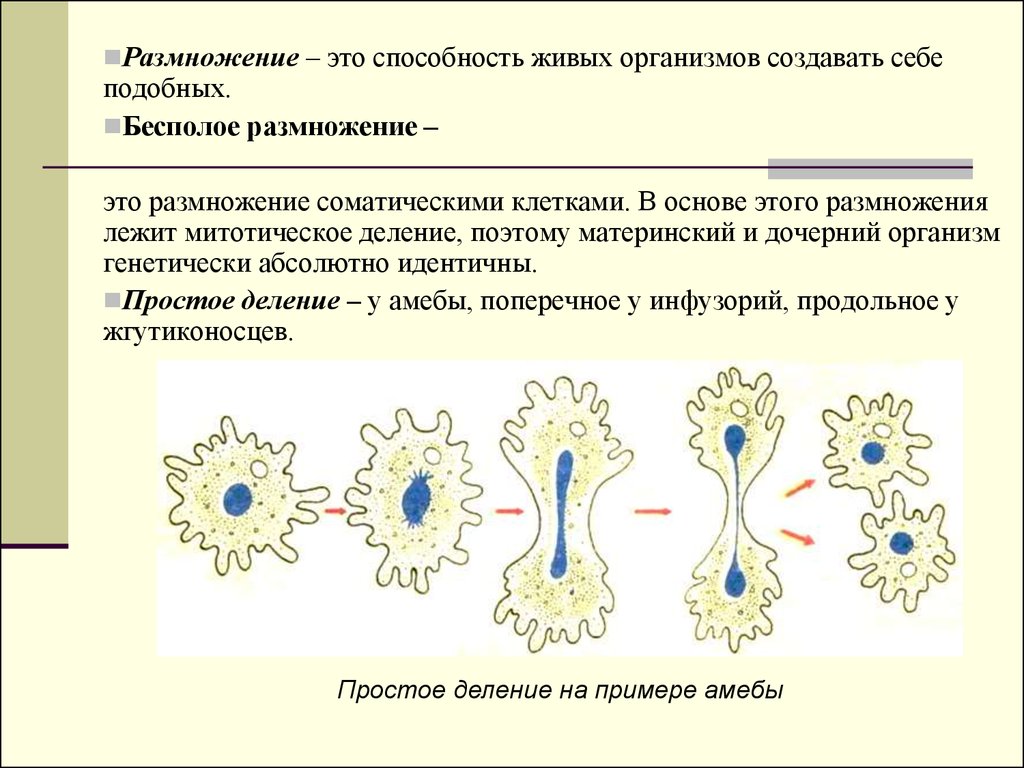 Как размножается клетка