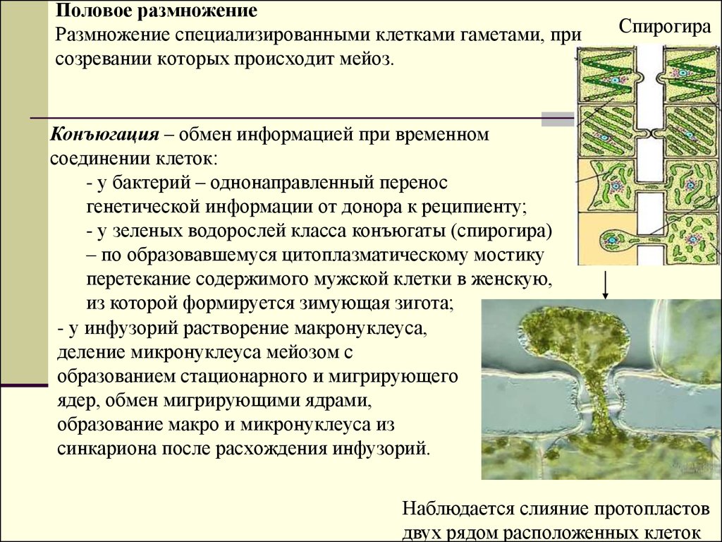 Специализированная клетка. Размножение специализированными клетками. Способы размножения клеток. Размножение с образованием специализированных клеток- гамет. Половое размножение клетки.