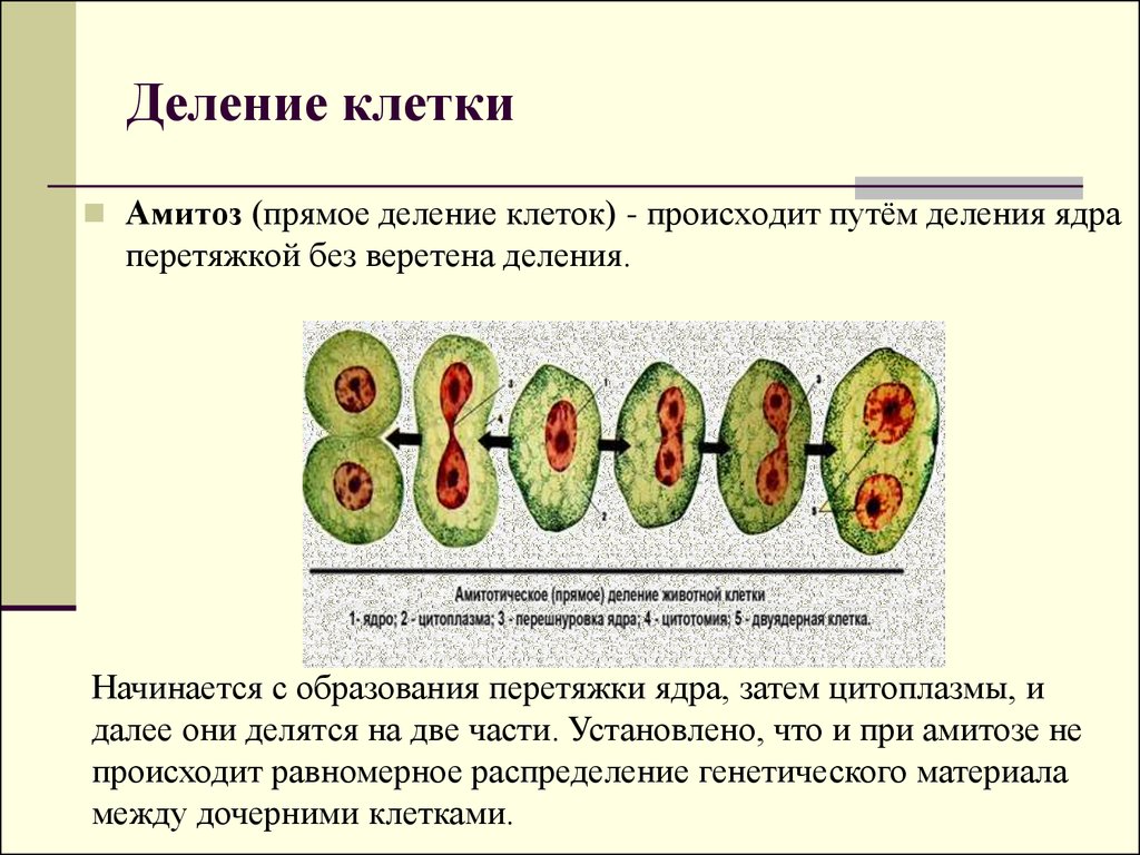 Деление центральной клетки. Понятие о делении клетки. Размножение путем деления растительной клетки. Как называется деление клеток у растений. Размножение деление клеток кратко.