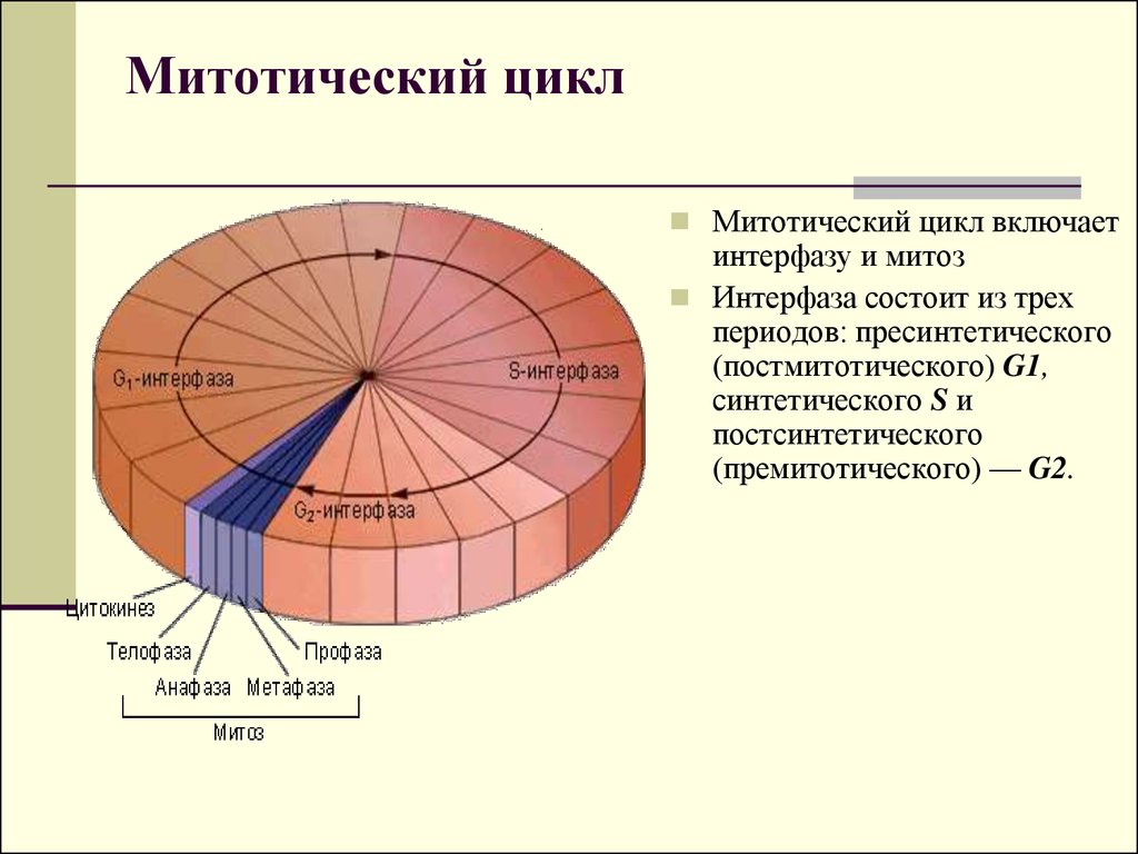 Схема митотического цикла