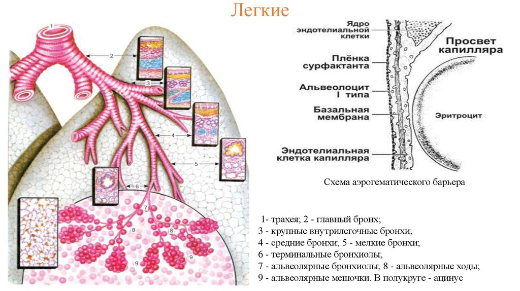 Бронхи 4. Крупные средние и мелкие бронхи. Внутрилегочные бронхи. Строение внутрилегочных бронхов. Оболочки трахеи крупных и средних бронхов.