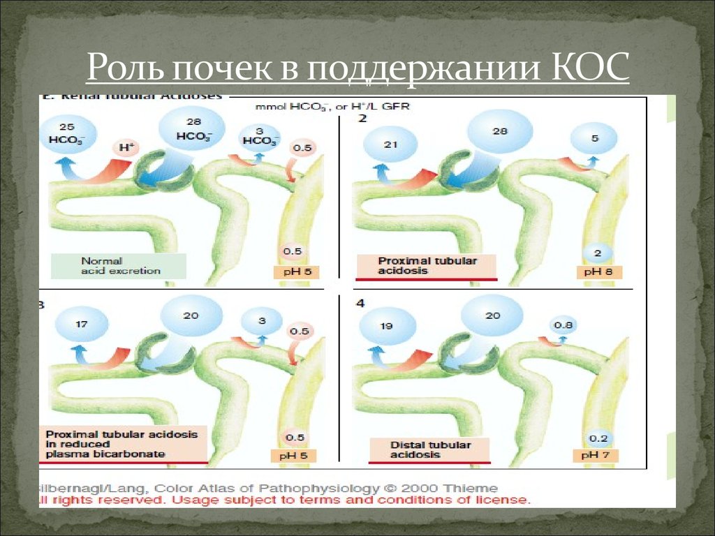 Патофизиология почек презентация