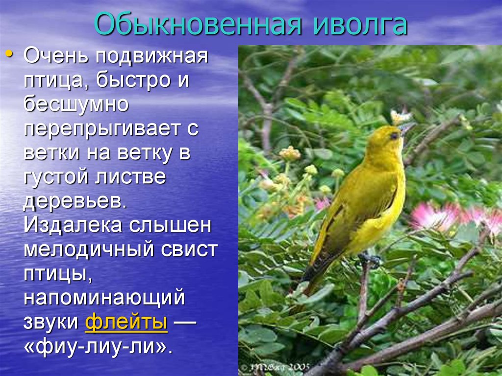 Характеристика иволги. Иволга описание. Доклад про Иволгу. Иволга краткое описание. Иволга доклад 3 класс.