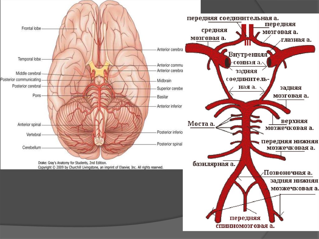 Круг кровообращения в мозгу. Кровоснабжение головного мозга схема. Головной мозг кровоснабжают артерии. Схема артериального кровоснабжения головного мозга. Кровоснабжение головного мозга топографическая.