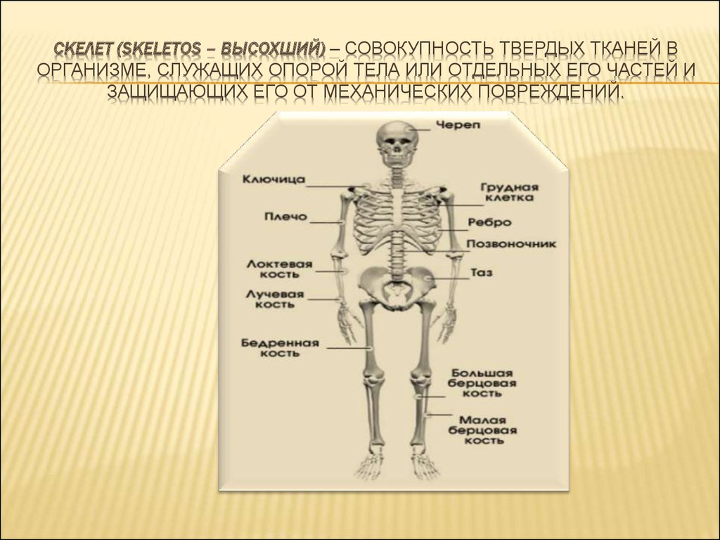 Впр скелета. Скелет человека. Скелет тела человека. Скелет и органы человека 4 класс.