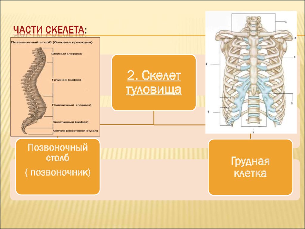 Сходство отделов позвоночника. Скелет туловища человека. Скелет туловища позвоночник. Скелет туловища Позвоночный столб позвонки. Скелет туловища спинной мозг.