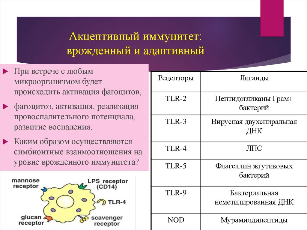 Врожденный иммунный ответ. Врожденный и адаптивный иммунитет иммунология таблица. Врожденный иммунитет и адаптивный иммунитет. Факторы врожденного и адаптивного иммунитета. Клетки врожденного иммунитета иммунология таблица.