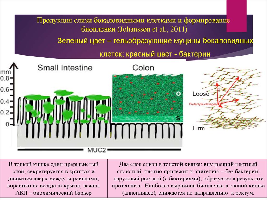 Слизистый слой бактерий. Формирование биопленки. Слизь бокаловидных клеток. Условия формирования биопленки на поверхности эпителиального пласта. Биопленка бактерий.