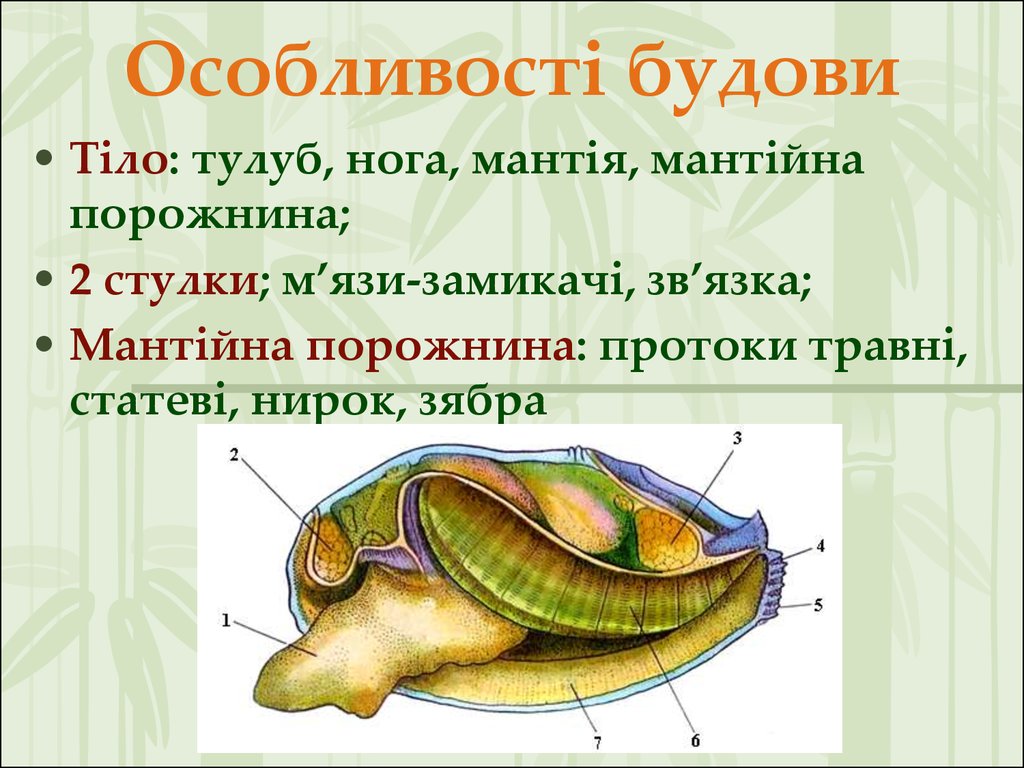 Тело моллюска заключено в. Тип Молюски клас двостулкові. Кутикула моллюсков. Части пищеварительной системы моллюска? *. Брюхоногие строение мантийная полость.