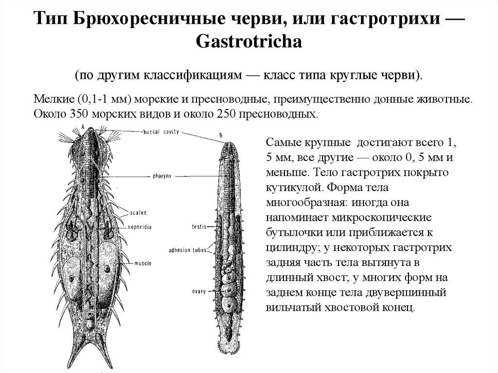 Особенности типа круглые черви. Класс брюхоресничные черви представители. Характеристика класса брюхоресничные черви. Брюхоресничные черви (Gastrotricha). Представители брюхоресничных круглых червей.