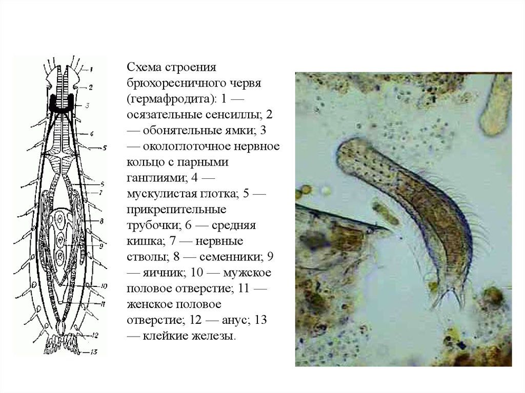 Брюхоресничные черви размножение