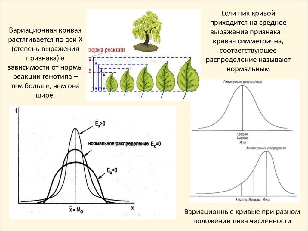 Вариационная кривая модификационной изменчивости. Кривую нормы реакции генотипа с соответствующими обозначениями.. Вариационная кривая. Вариационная кривая биология. Норма реакции вариационная кривая.