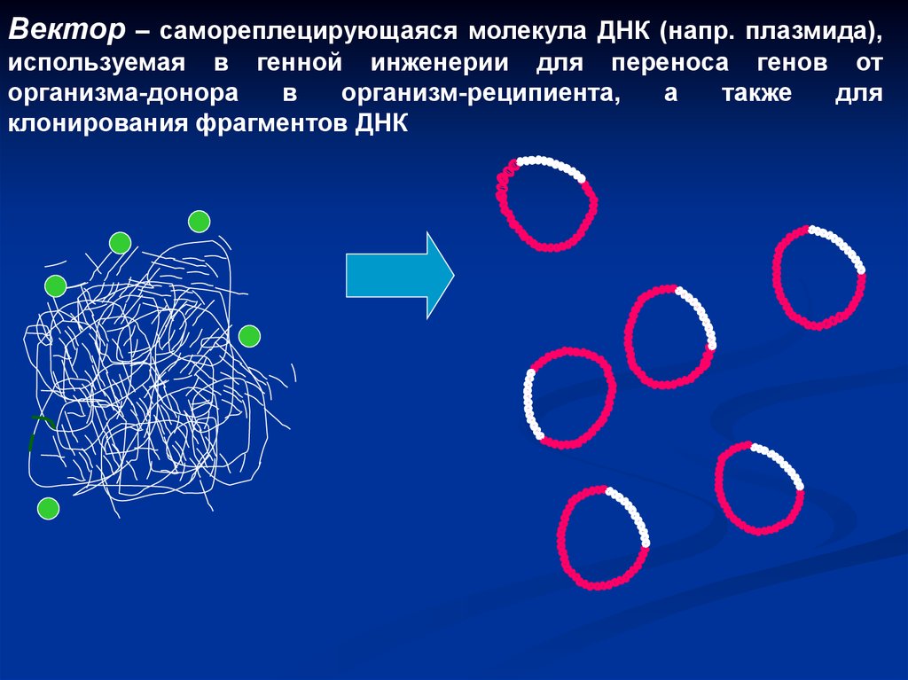 Вставка генов в плазмиду