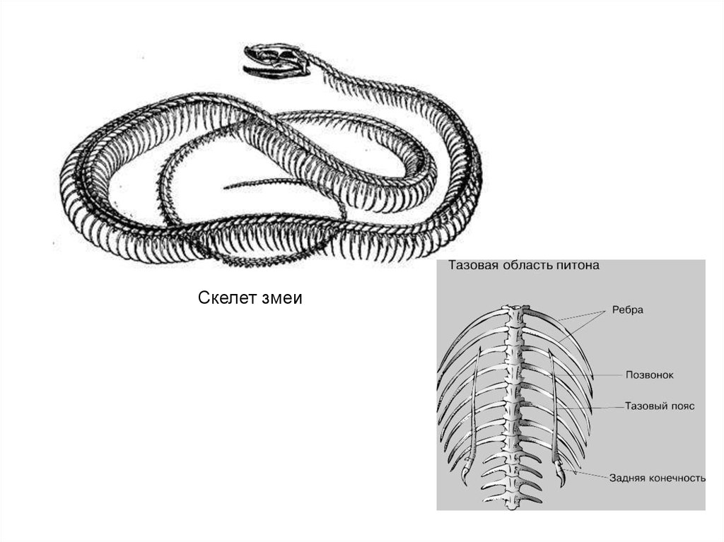 Конечности питона рудимент. Скелет змеи строение. Рудименты тазового пояса у змей. Скелетное строение змеи. Отделы скелета змеи.