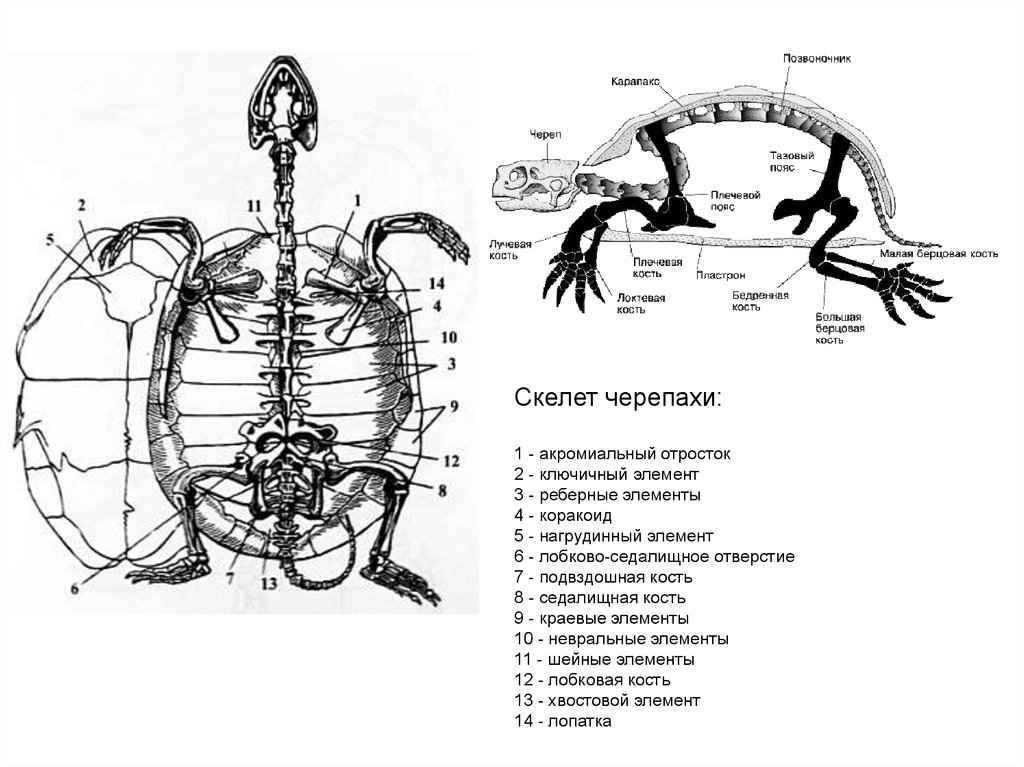 Круг кровообращения черепахи. Скелет черепахи строение. Осевой скелет черепахи. Строение скелета черепах. Строение конечностей черепах.