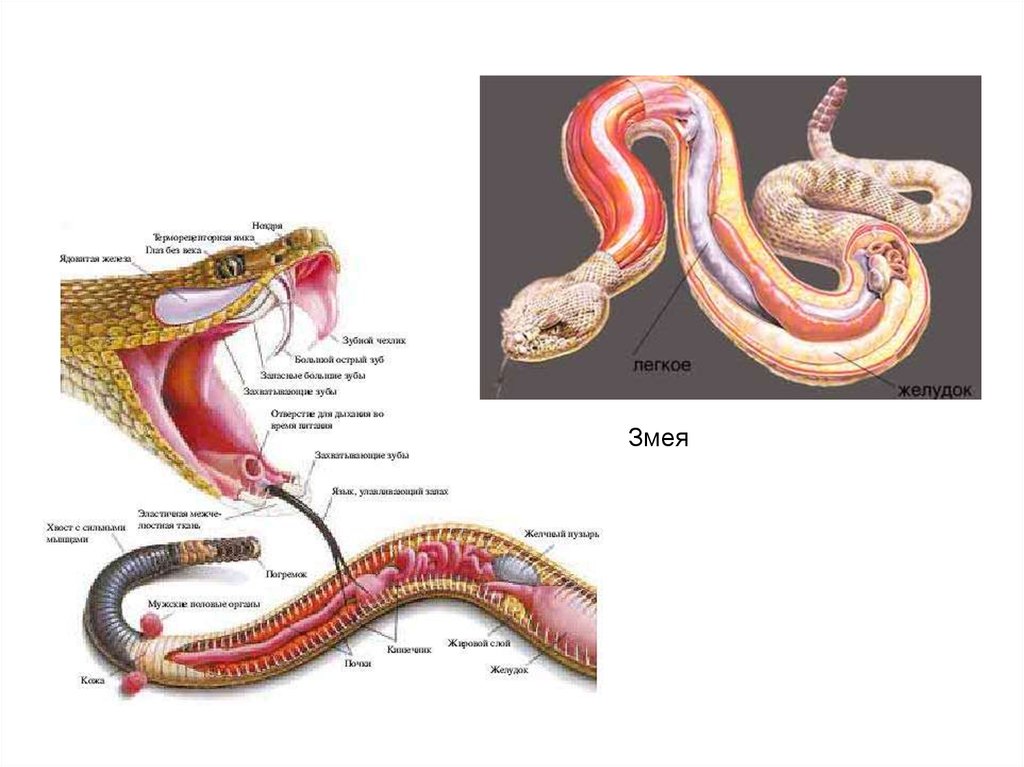 Какой признак внешнего строения змеи. Внутреннее строение змеи. Змея строение органов. Анатомия змеи.