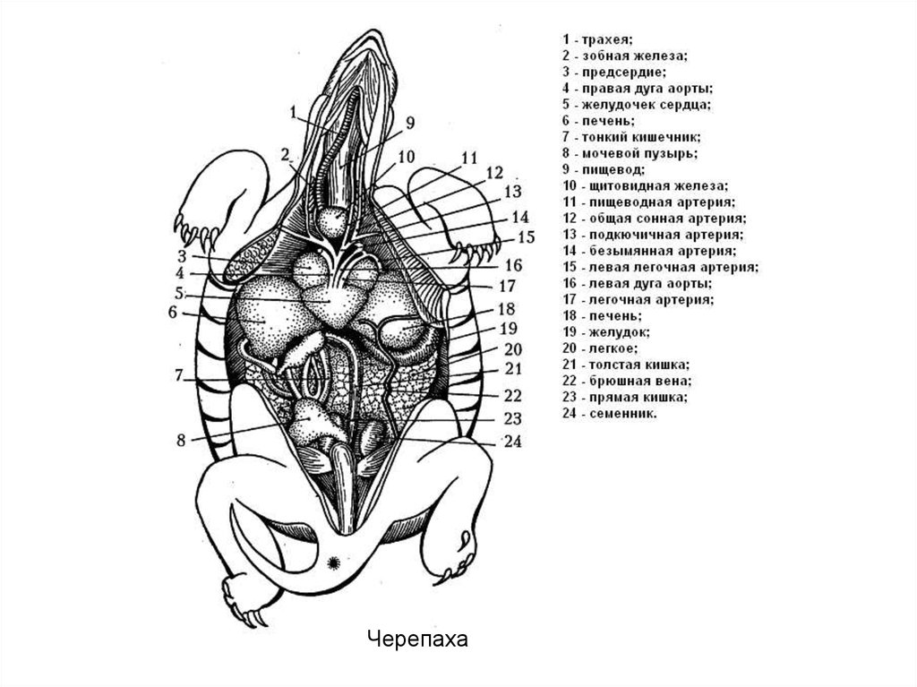 Кровообращение у черепах. Внутренние органы черепахи красноухой. Внутреннее строение черепахи. Внутреннее строение красноухой черепахи. Черепаха внутреннее строение красноухой черепахи.