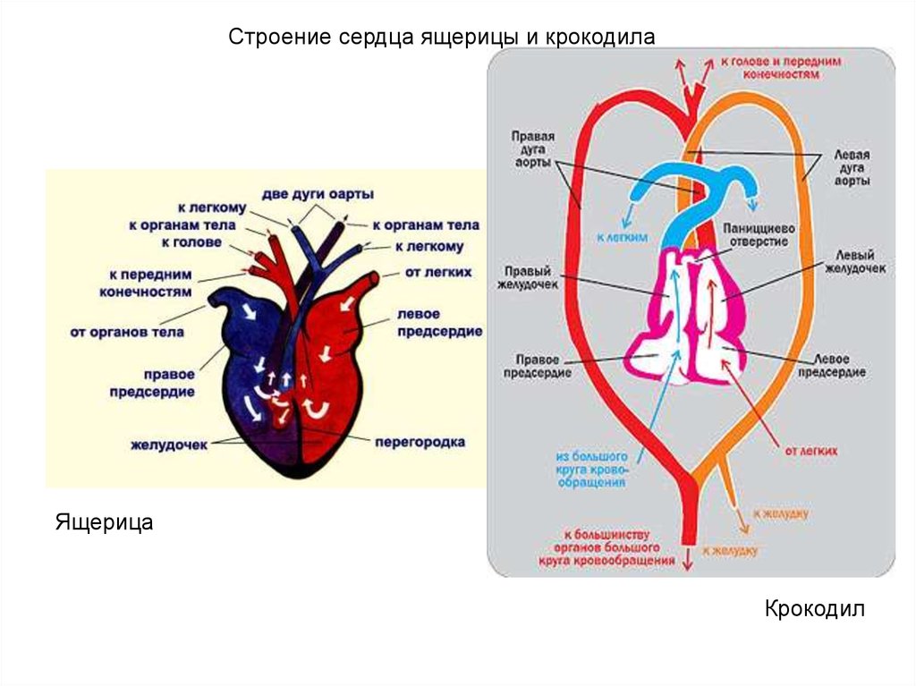 4 сердце пресмыкающихся состоит из. Кровеносная система крокодилов схема. Строение сердца ящерицы прыткой. Кровеносная система рептилий крокодила. Строение кровеносной системы крокодила.