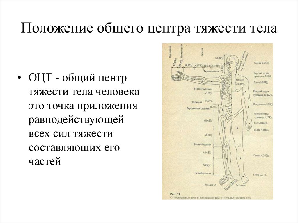 Центр тяжести тела находится. Общий центр массы тела. Общий центр тяжести. Общий центр тяжести тела. Оцт человека.