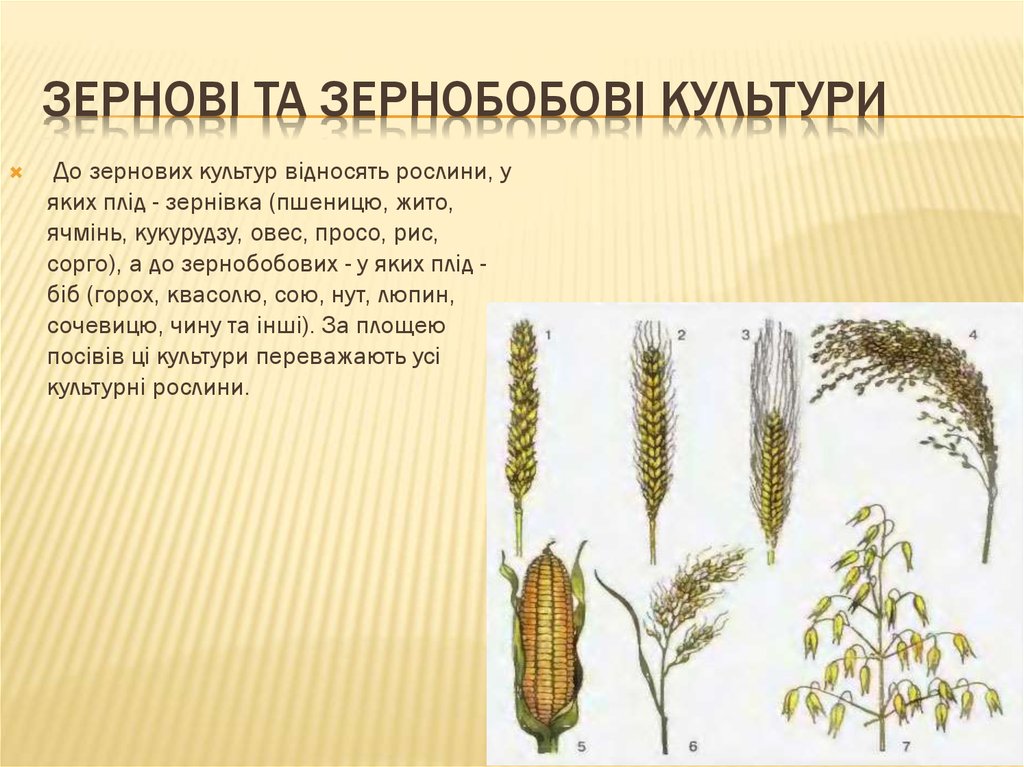 Зернові та зернобобові культури