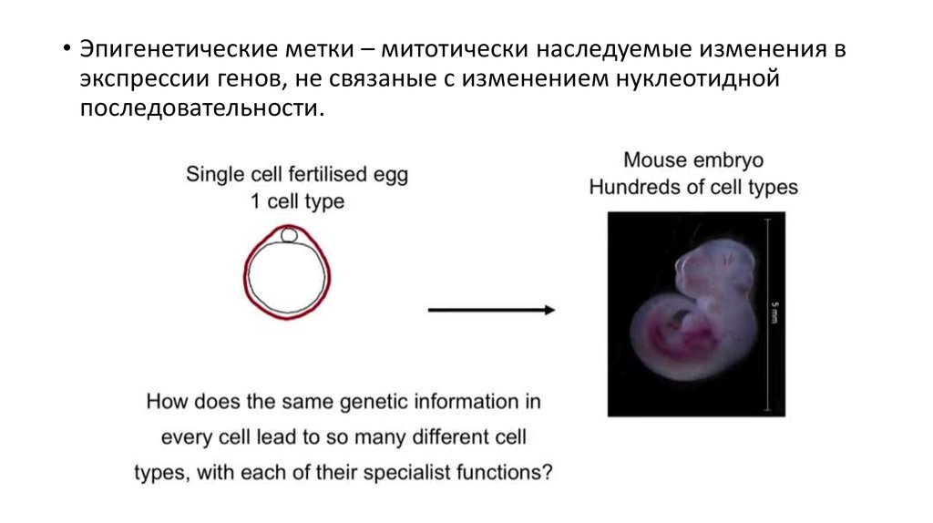 Презентация по эпигенетике