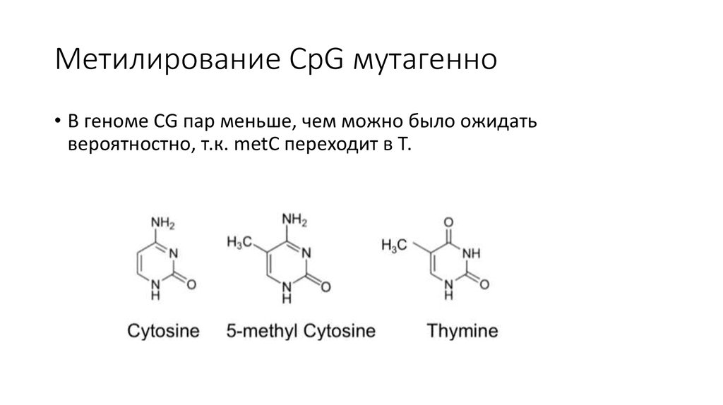 Мутагенная масса. Метилирование нуклеотидов. Степень метилирования. Метилирование СРG. Метилирование азотистых оснований.