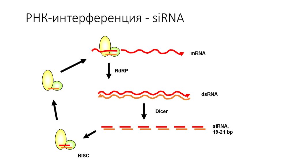 Интерференция рнк презентация