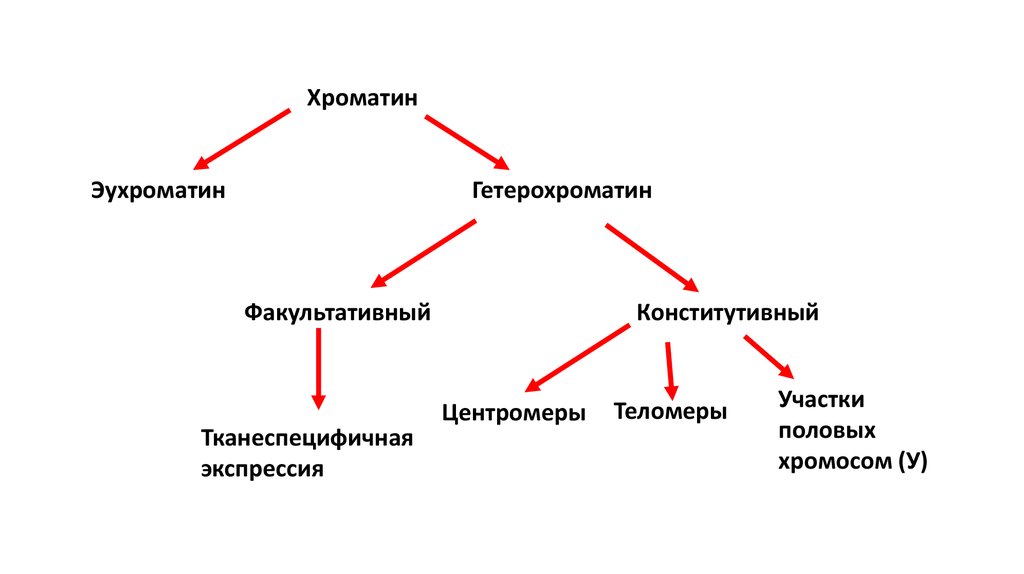 Эухроматин и гетерохроматин это. Тельце Барра эухроматин. Хроматин эухроматин. Функция структурного гетерохроматина.