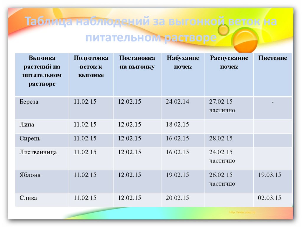 Биология 5 класс наблюдения за растениями. Таблица наблюдение за ветками. Дневник наблюдений за деревом. Дневник наблюдений за веткой. Дневник наблюдений за веточками.