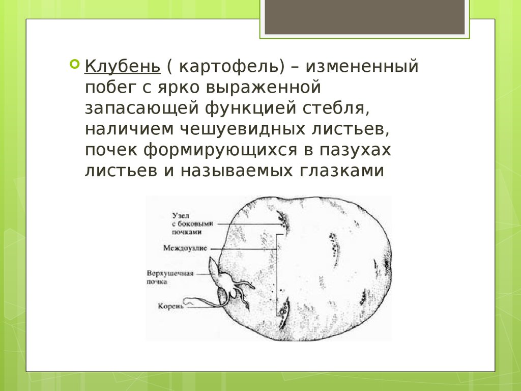 Побеговую природу клубня картофеля доказывает осевое строение. Строение клубня картофеля почки. Подземные метаморфозы побега клубень картофеля. Внутреннее строение клубня картофеля. Схема клубня картофеля.