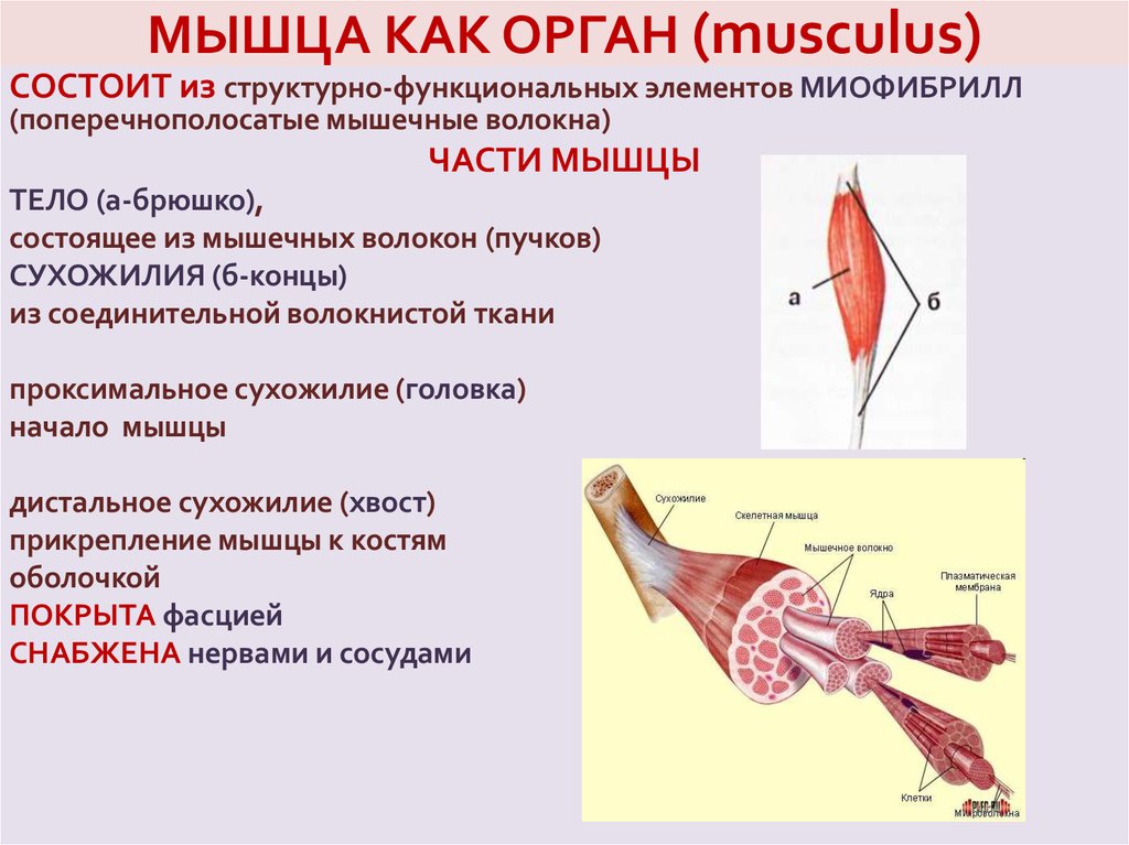 Последовательность мышечных элементов. Мышцы как орган внешнее и внутренне строение. Строение мышц скелетной мышцы. Мышца как орган внешнее и внутреннее строение. Скелетная мышца как орган.