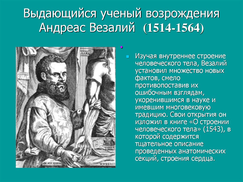 Ученые эпохи возрождения биология. Андреас Везалий (1514-1564 гг.). Везалий (1514-1564)детство. Везалий ученый вклад. А.Везалий 1514-1519 ученый.