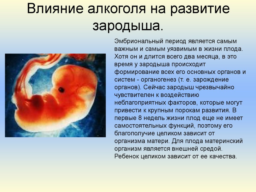 Внутриутробное развитие организма