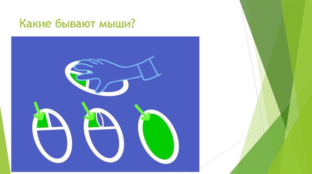 Какие бывают мыши?