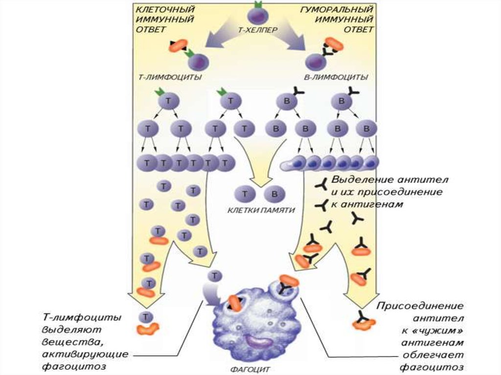 Клеточный иммунитет. Гуморальный образование антител схема. Клеточный и гуморальный иммунитет схема. Участие в лимфоцитов в реакциях гуморального иммунитета. Схема иммунные ответы классификация.