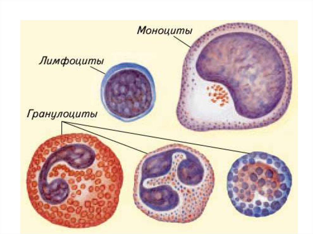 Гранулоциты это. Клетки крови моноциты лимфоциты. Лимфоциты моноциты гранулоциты. Лимфоциты агранулоциты. Лимфоциты агранулоциты строение.