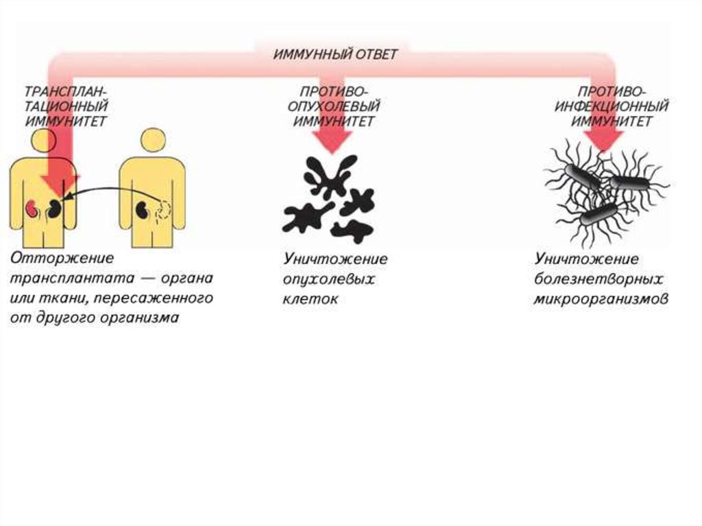 Иммунитет презентация 10 класс биология