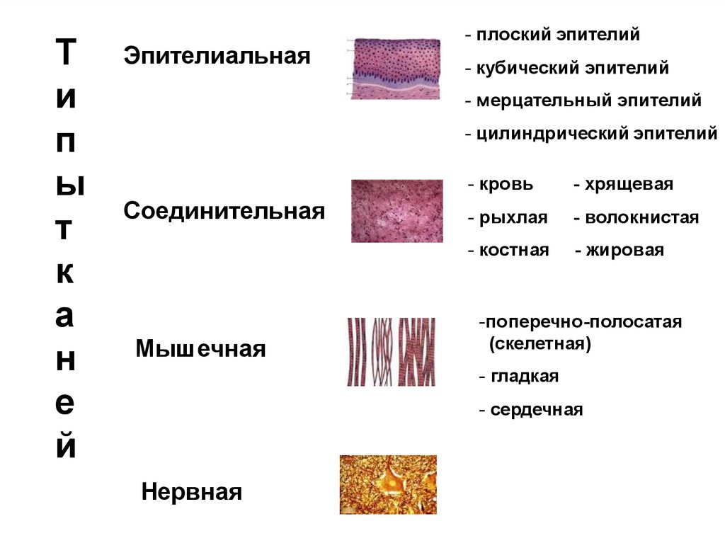 Развитие тканей