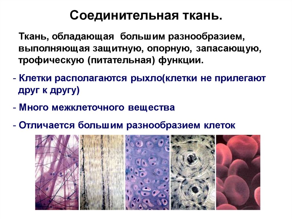 Развитие тканей. Гистология наука о тканях. Ткань это гистология. Классификация тканей гистология. Понятие ткань гистология.