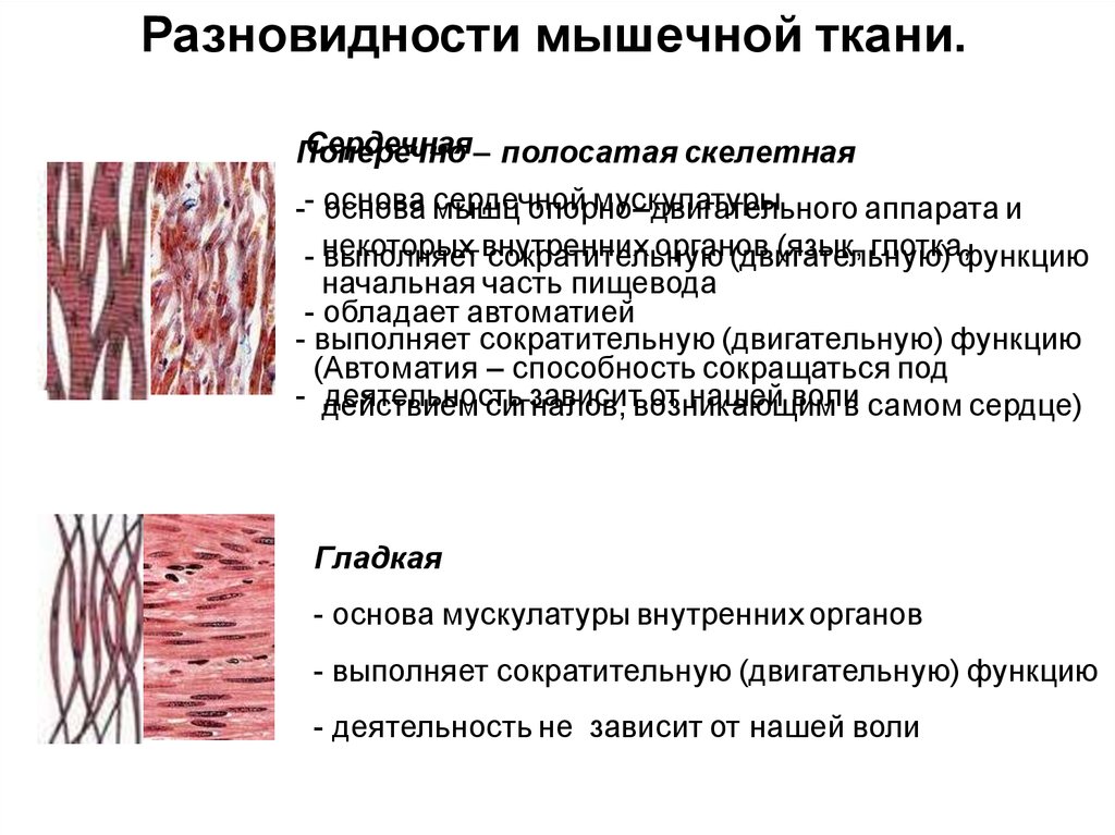 Гладкие мышцы выполняют функции. Поперечно-полосатая Скелетная мышечная ткань. Строение поперечно полосатой скелетной мышечной ткани. Поперечнополосатая Скелетная мышечная ткань функции. Гладкая мышечная ткань гистология.