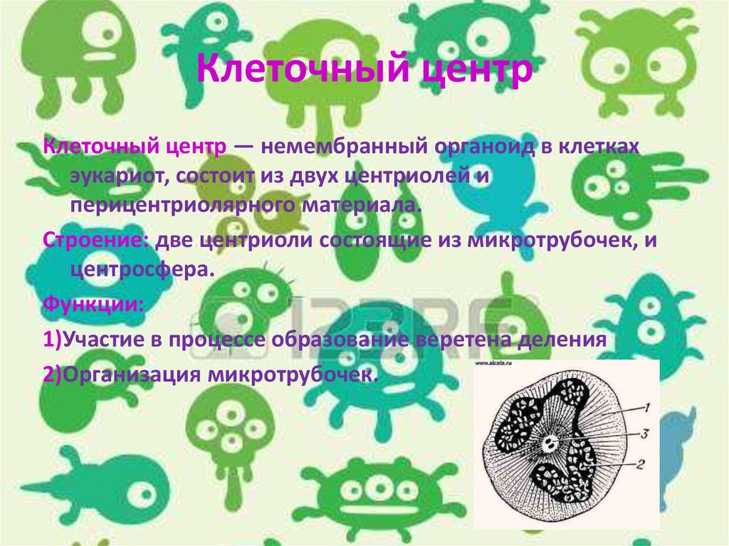 Клеточный центр