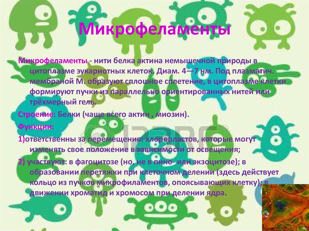 Микрофеламенты