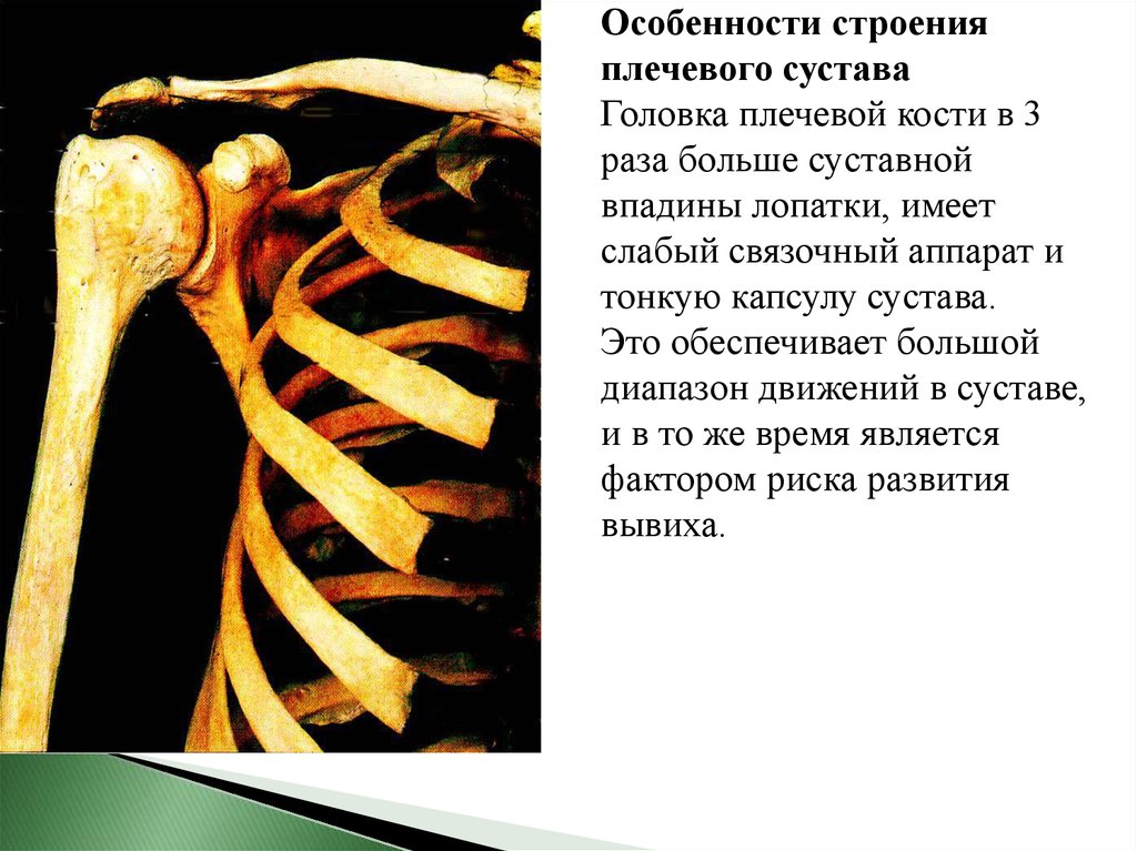 Кости плеча сколько костей
