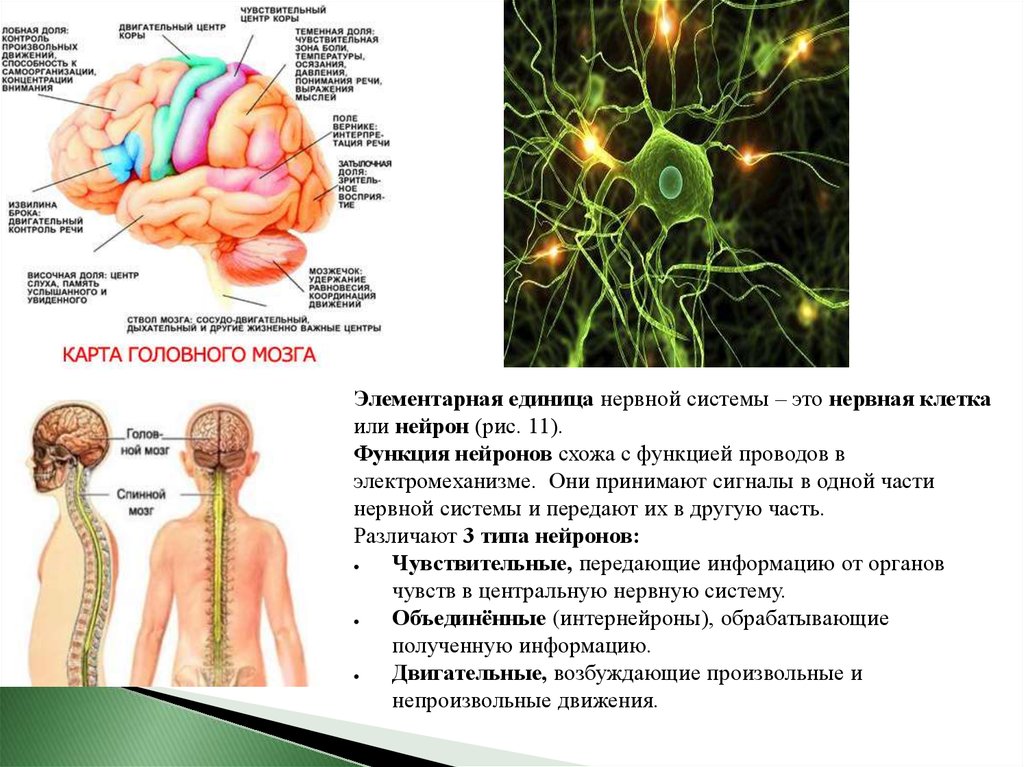 Единица нервной системы. Основная единица нервной системы. Элементарная структура единицы нервной системы. Основную структурную единицу нервной системы.