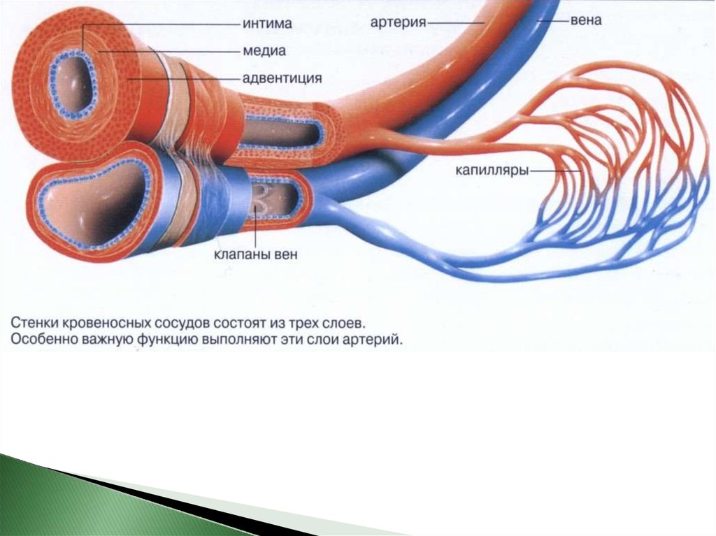 Где находится артерия и вены. Кровеносная система артерии вены капилляры. Кровеносные сосуды несущие кровь от сердца. Строение кровеносных сосудов человека анатомия. Переход артерий в вены.