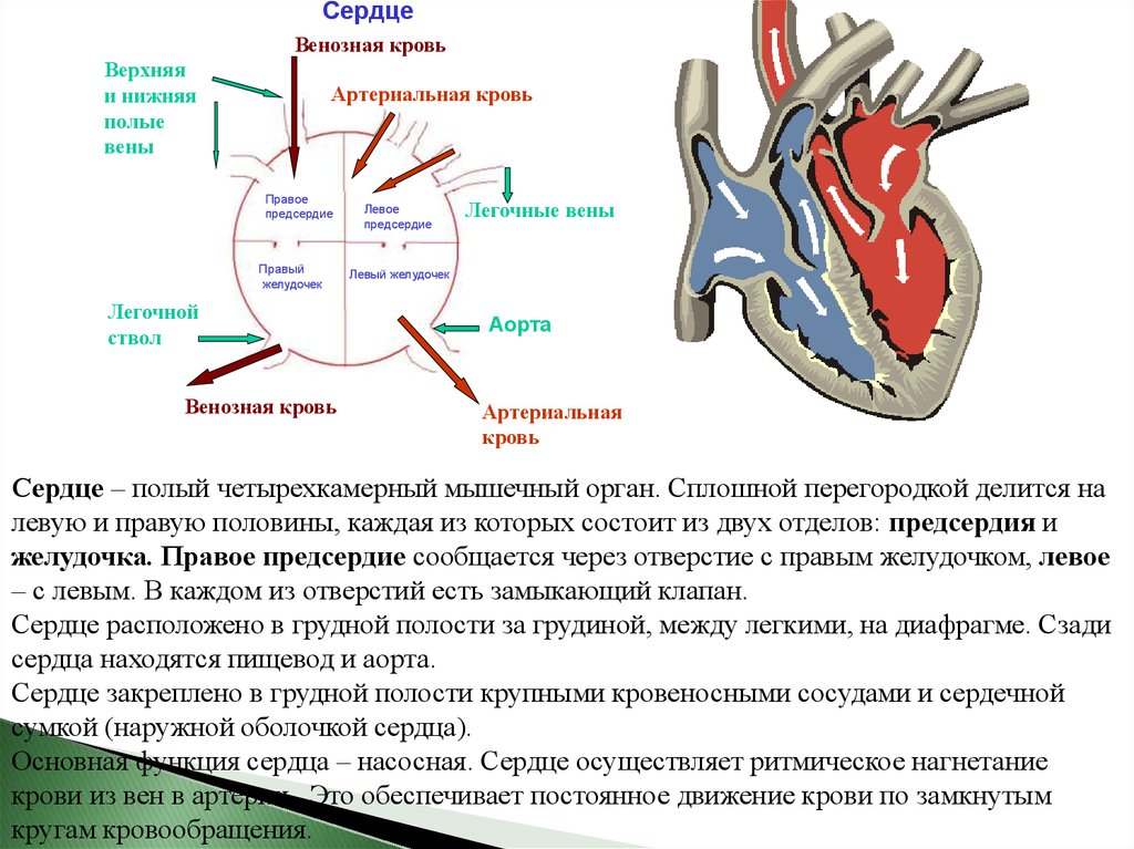 Происходит образование венозной крови из артериальной круг. Артериальная кровь в сердце. Артериальная кровь поступает в сердце через. Артериальное и венозное сердце.